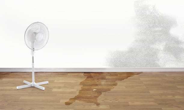 Best Professional water damage repair  in Brimfield, OH